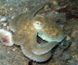 octopus.jpg