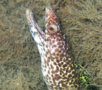 eel 06-44-35.jpg