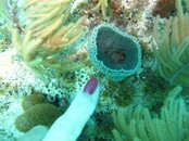 Key West - Nine Feet (32) Sat am Teeny Hermit Crab.jpg
