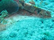 Key Largo - Benwood (10) Crab.jpg