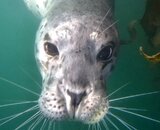 harbor seal face Lobos 10-11-19.JPG