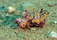 flumboyant cuttlefish.JPG