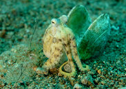 mototi octopus.JPG