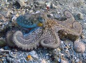 Octo 5-1.jpg