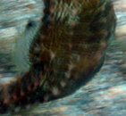 Puff Belly 4-11.jpg