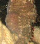 Puff Belly 5-1.jpg