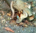 Octo 5-1 2.jpg