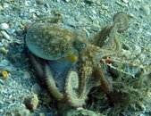 Octo 5-1 3.jpg