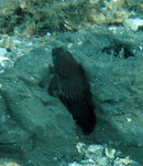 Sailfin Blenny 2.jpg