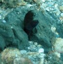 Sailfin Blenny.jpg