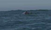 Whale.jpg