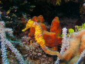House Reef Seahorse.jpg