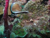 House Reef Spotted Drum.jpg