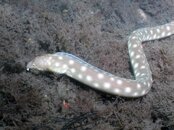 Sharp Tailed Eel.jpg