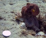Octo 5-3.jpg