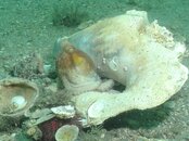 Blue Heron Bridge Octo Conck.jpg
