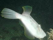 Blue Heron Bridge Triggerfish.jpg