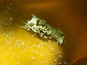 Unknown Shrimp-5041085.jpg