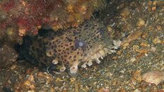 toadfish 2011 5 080.jpg toadfish 2011 5 080.jpg