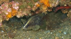 ssoapfish 2011 4 070.jpg ssoapfish 2011 4 070.jpg