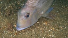snapper 2011 5 080.jpg snapper 2011 5 080.jpg