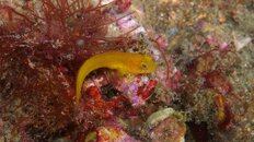 Blenny 2011 5 080.jpg Blenny 2011 5 080.jpg