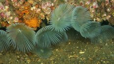 featherworms 2011 5 080.jpg featherworms 2011 5 080.jpg