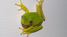 frog 2011 5 080.jpg