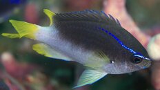 reeffish 2011 5 080.jpg