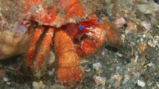 crab 2011 5 082.jpg