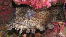 toadfish 2011 5 081.jpg
