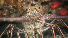 lobster 2011 5 091.jpg