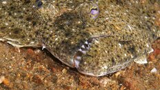 flounder 2011 5 080.jpg