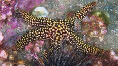 starfish 2011 081.jpg
