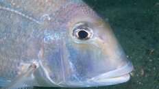 snapper 2011 5 081.jpg