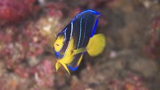 angelfish 2011 080.jpg