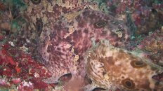 frogfish 2011 5 090.jpg