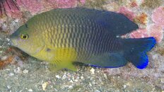 damsel 2011 6 081.jpg
