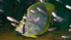 butterfly 2011 5 080.jpg