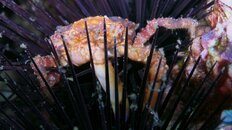 crab 2011 5 080.jpg