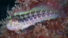 blenny 2011 5 081.jpg