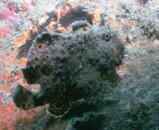 Blue Heron Bridge Long Lure Frogfish.jpg