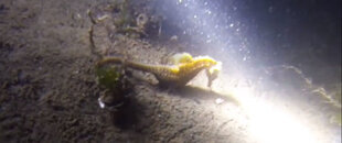 Yellow Seahorse.jpg