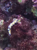 nudibranchIMG_2064.jpg