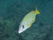 blue striped grunt best 3Nov2007Hawaii_1.jpg