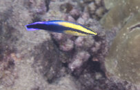 cleaner wrasse bestNov2007Hawaii.jpg