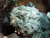 Scorpionfish22.jpg