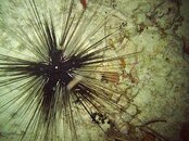 Virgin Islands Underwater 027.jpg
