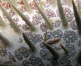 Crown_thorns_shrimp_comp.jpg