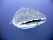 WhaleShark1Acomp.jpg